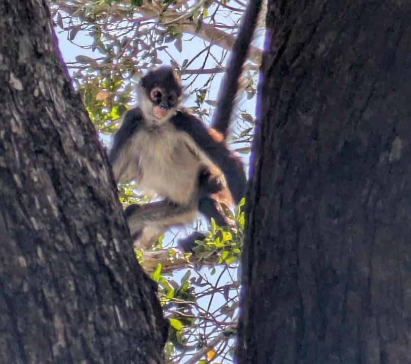 Photo of Others in Akumal