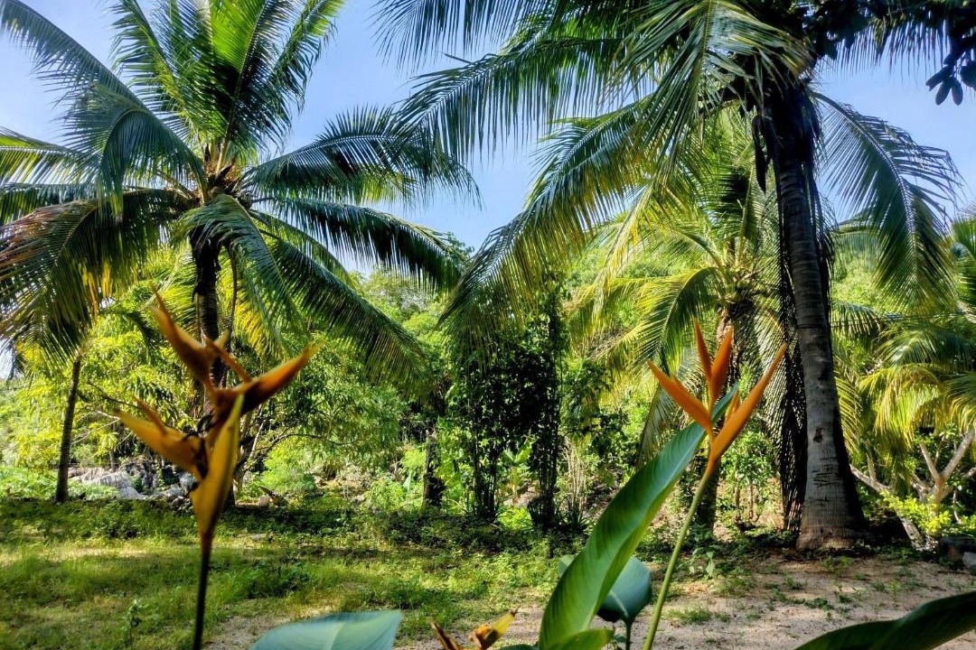 Photo of Others in Troncones
