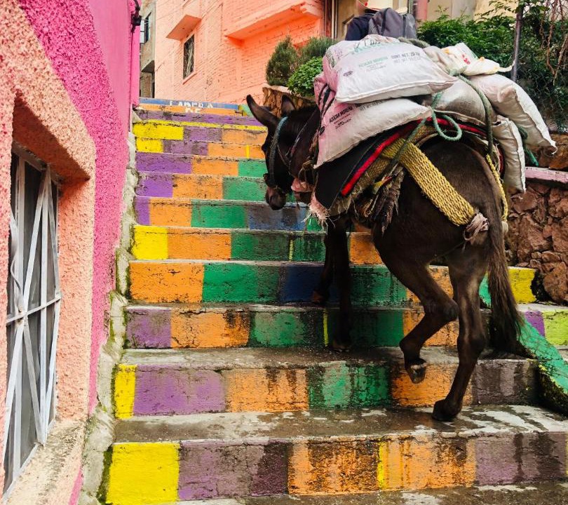 Photo of Others in Guanajuato