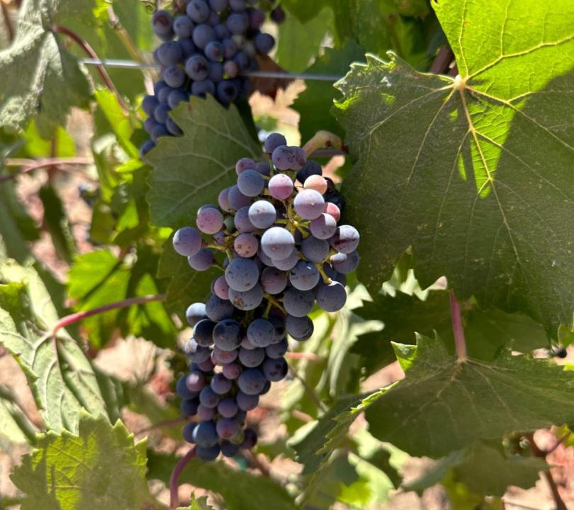 Photo of Others in Valle de Guadalupe