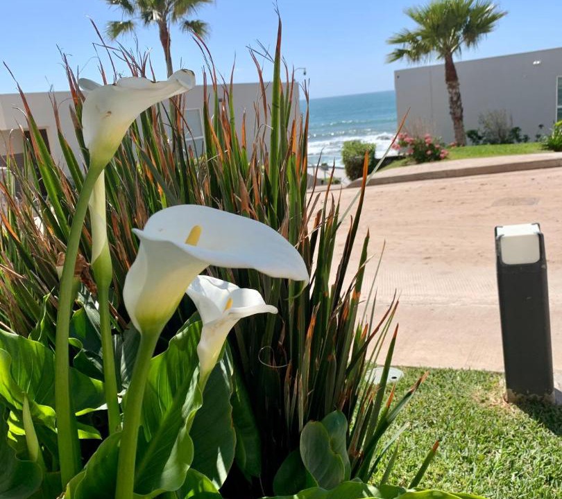 Photo of Others in Rosarito