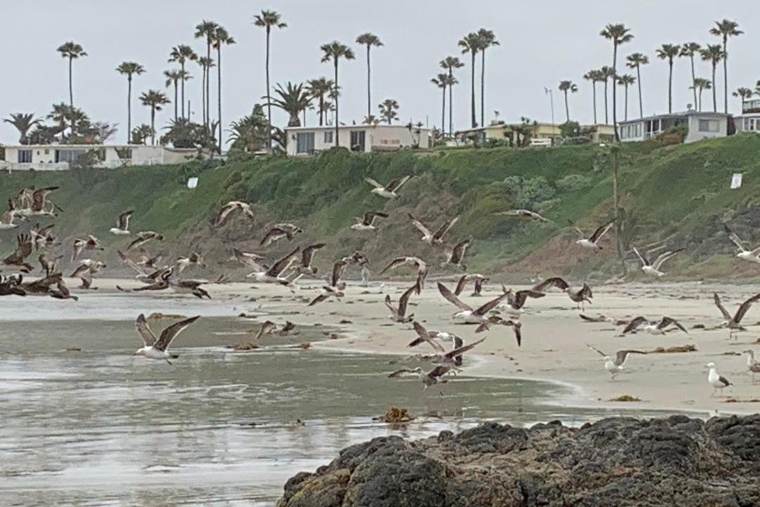Photo of Others in Rosarito