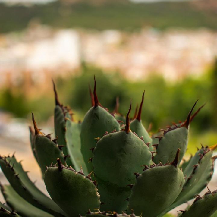 Photo of Others in Zacatecas Centro