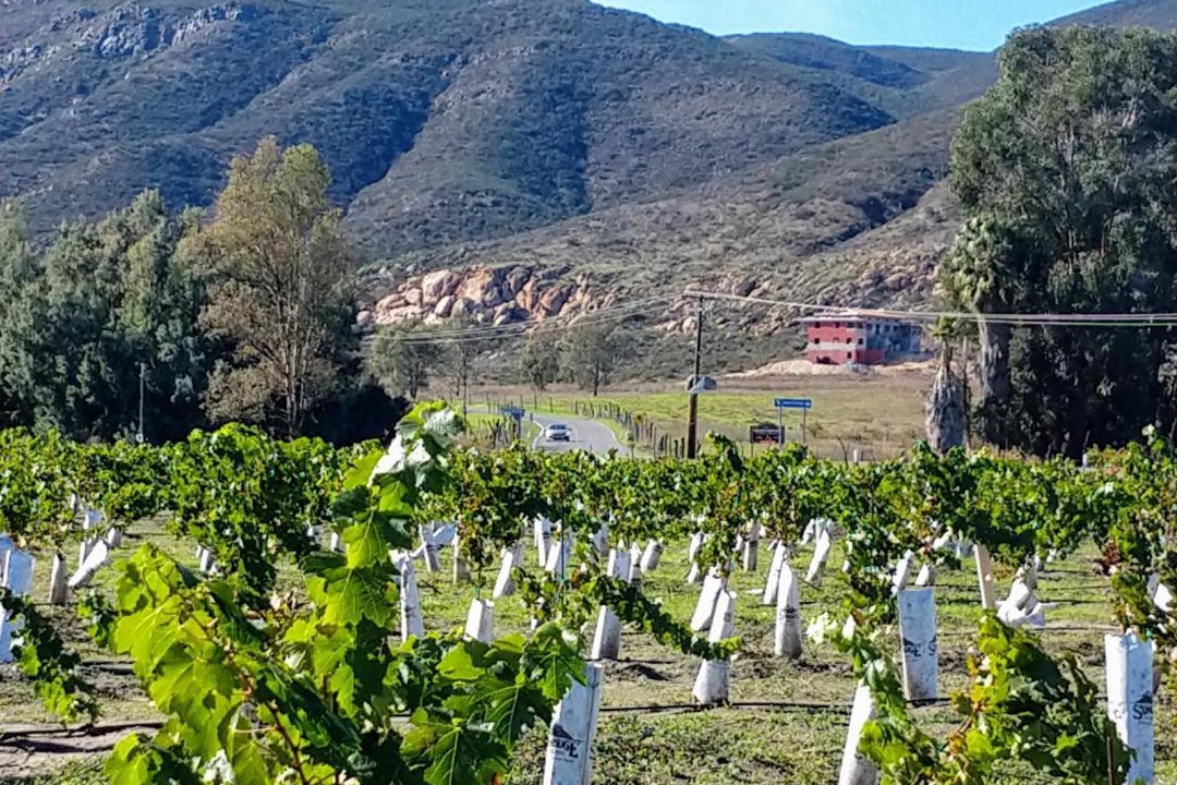 Photo of Others in Valle de Guadalupe