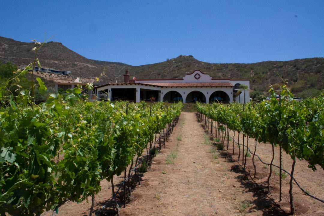 Photo of Others in Valle de Guadalupe