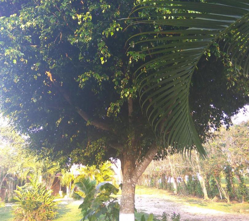 Photo of Outdoor in Palenque